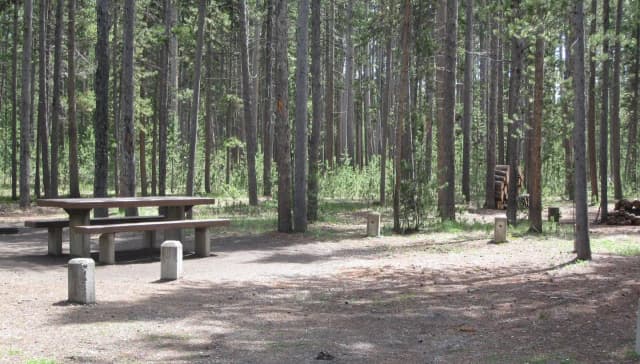 Site C19, surrounded by pine trees, picnic table & fire ring