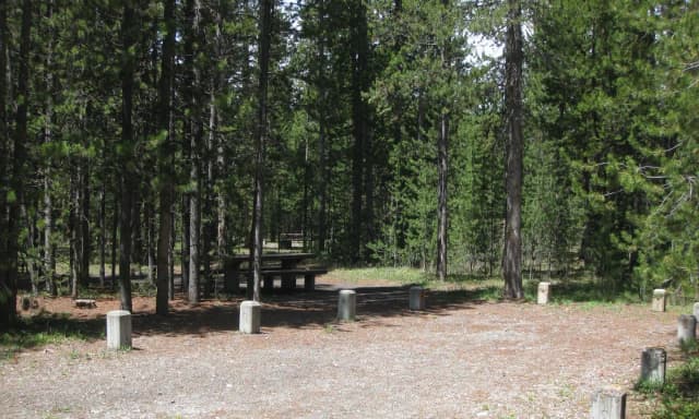 Site C2, surrounded by pine trees, picnic table & fire ring