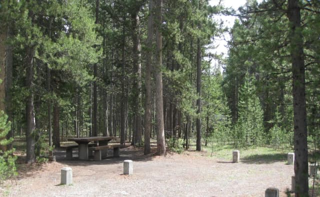 Site C20, surrounded by pine trees, picnic table & fire ring