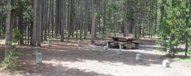 Site C21, surrounded by pine trees, picnic table & fire ring