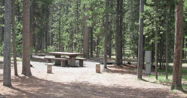 Site C22, surrounded by pine trees, picnic table & fire ring