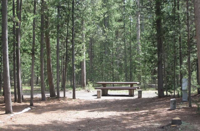 Site C23, surrounded by pine trees, picnic table & fire ring