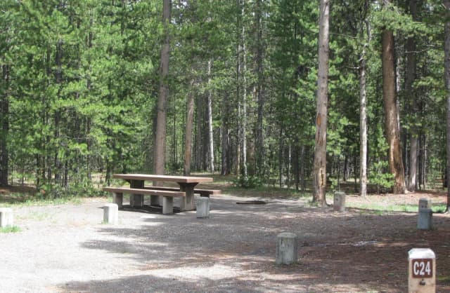 Site C24, surrounded by pine trees, picnic table & fire ring