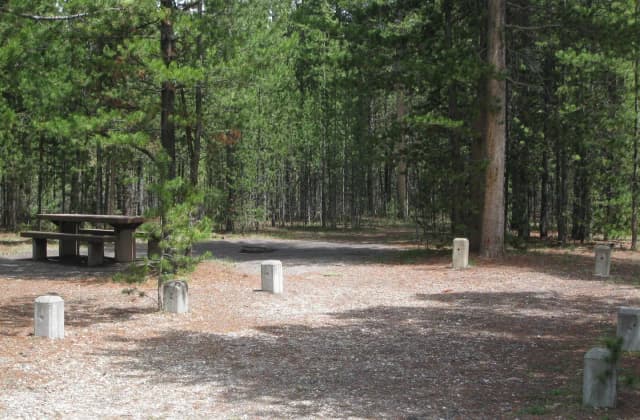 Site C25, surrounded by pine trees, picnic table & fire ring