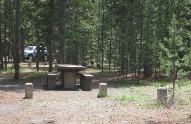 Site C26, surrounded by pine trees, picnic table & fire ring