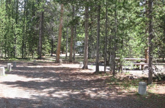 Site C3, surrounded by pine trees, picnic table & fire ring