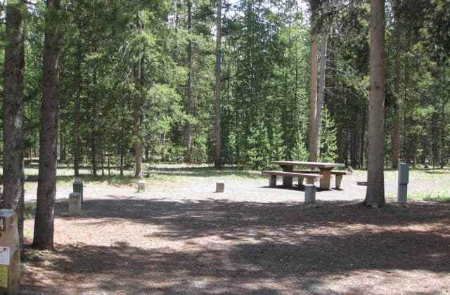 Site C4, surrounded by pine trees, picnic table & fire ring