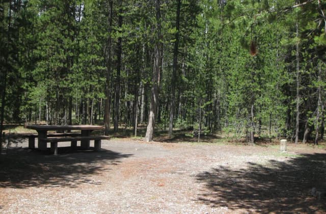 Site C6, surrounded by pine trees, picnic table & fire ring