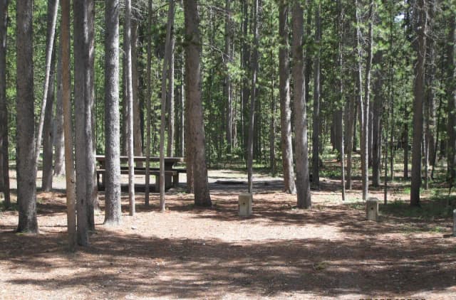 Site C7, surrounded by pine trees, picnic table & fire ring