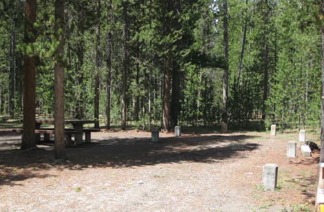 Site C8, surrounded by pine trees, picnic table & fire ring