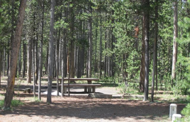 Site C9, surrounded by pine trees, picnic table & fire ring