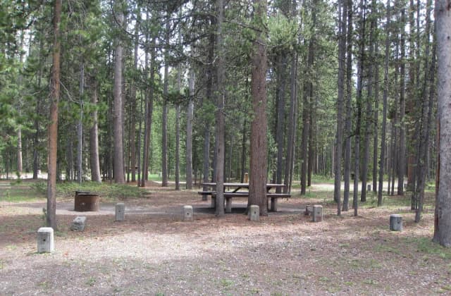 Site D1, surrounded by pine trees, picnic table & fire ring