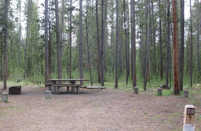 Site D10, surrounded by pine trees, picnic table & fire ring