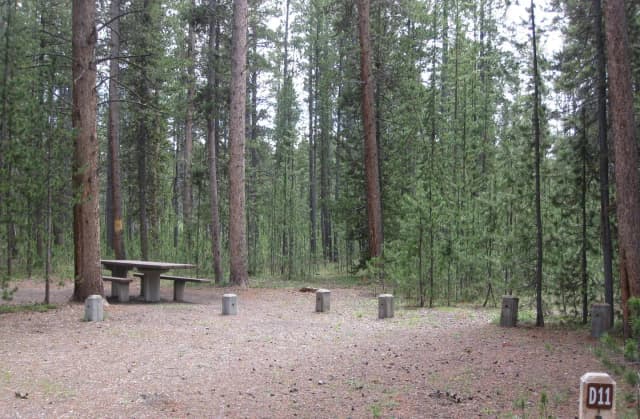 Site D11, surrounded by pine trees, picnic table & fire ring