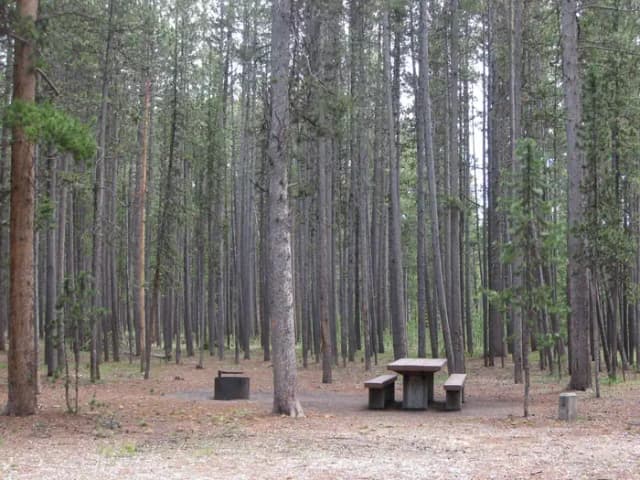 Site D12, surrounded by pine trees, picnic table & fire ring