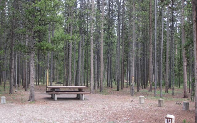 Site D13, surrounded by pine trees, picnic table & fire ring