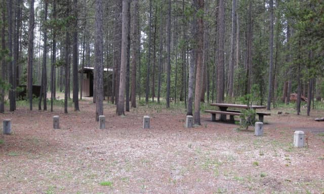 Site D14, surrounded by pine trees, picnic table & fire ring