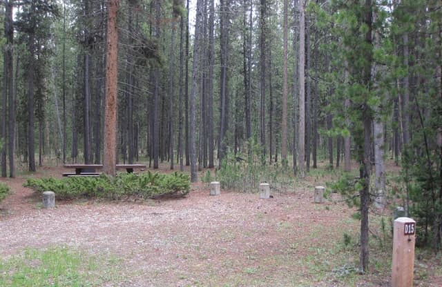 Site D15, surrounded by pine trees, picnic table & fire ring