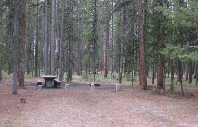 Site D16, surrounded by pine trees, picnic table & fire ring