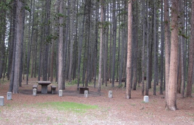 Site D17, surrounded by pine trees, picnic table & fire ring