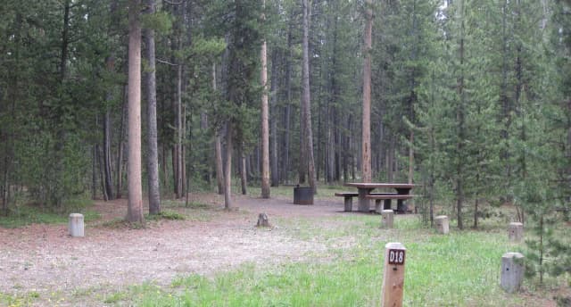 Site D18, surrounded by pine trees, picnic table & fire ring