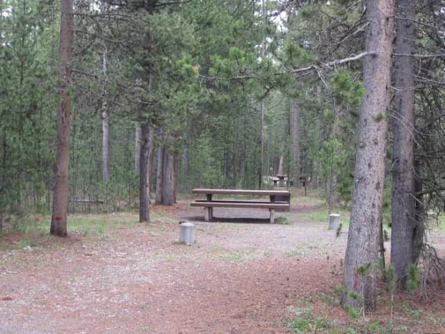 Site D19, surrounded by pine trees, picnic table & fire ring