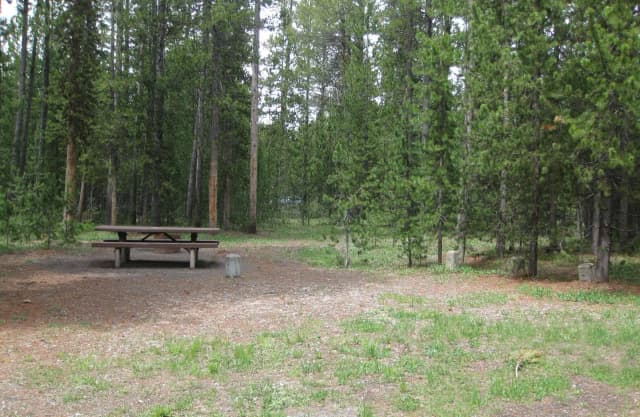 Site D2, surrounded by pine trees, picnic table & fire ring