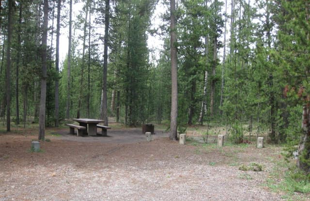 Site D3, surrounded by pine trees, picnic table & fire ring