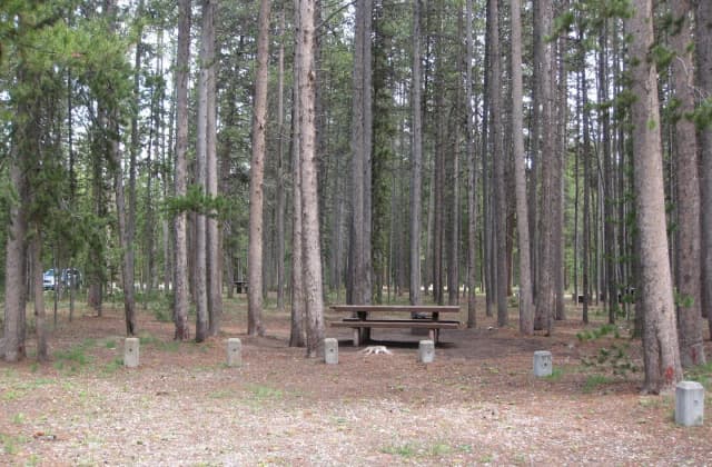 Site D4, surrounded by pine trees, picnic table & fire ring