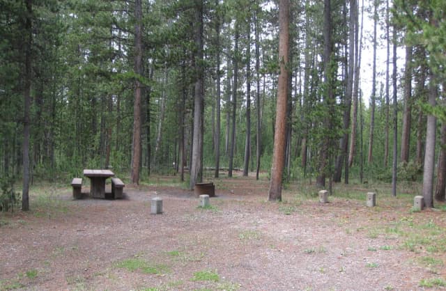 Site D5, surrounded by pine trees, picnic table & fire ring