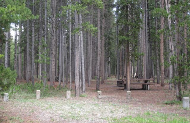 Site D6, surrounded by pine trees, picnic table & fire ring
