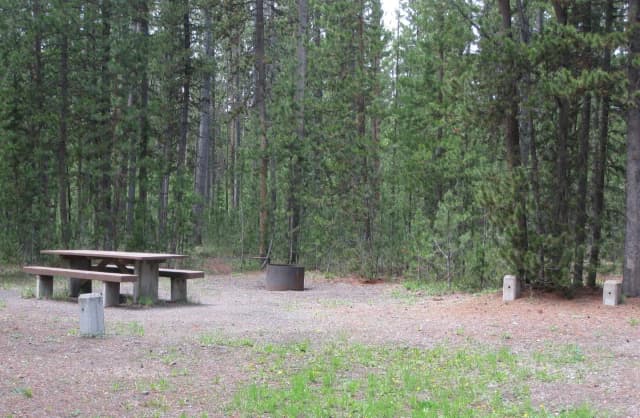 Site D7, surrounded by pine trees, picnic table & fire ring