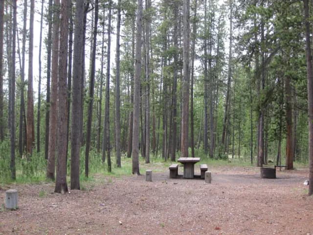 Site D9, surrounded by pine trees, picnic table & fire ring