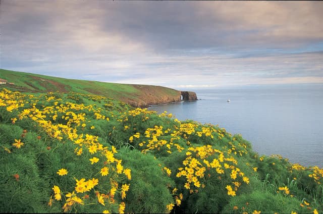 Yellow flowered plants covering ocean bluff overlooking coastline with arch in the distance.