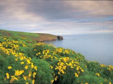 Yellow flowered plants covering ocean bluff overlooking coastline with arch in the distance.