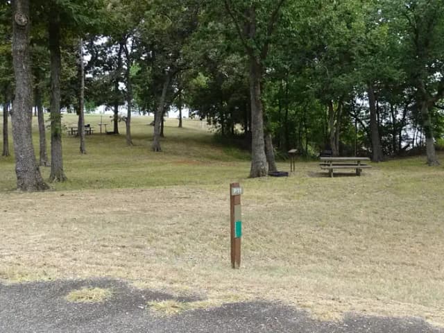 Pine 11