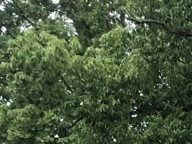 A14