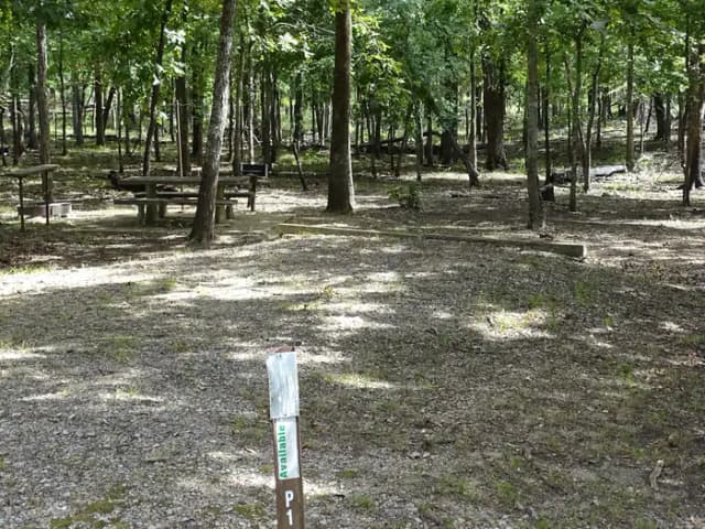 PIne 1