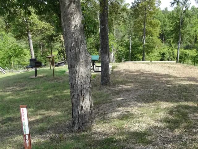 Quail 9
