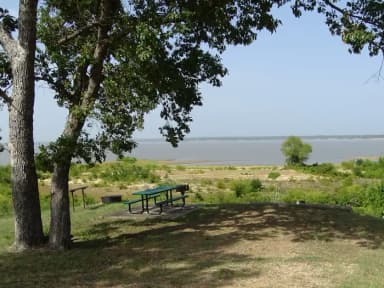 Quail 11