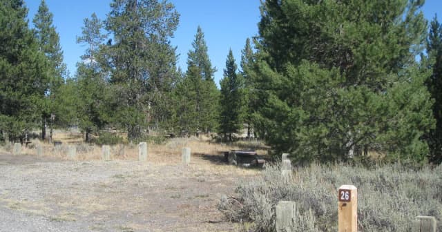 Site 26, campsite surrounded by pine trees, picnic table & fire ring