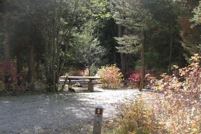 Site 5, campsite surrounded by pine trees, picnic table & fire ring