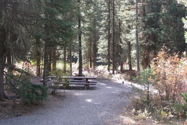 Site 10, campsite surrounded by pine trees, picnic table & fire ring