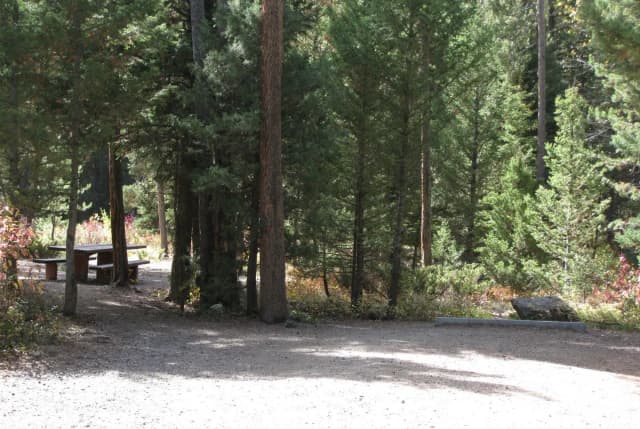 Site 11, campsite surrounded by pine trees, picnic table & fire ring