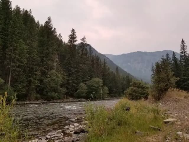 Gallatin river lined with pine trees