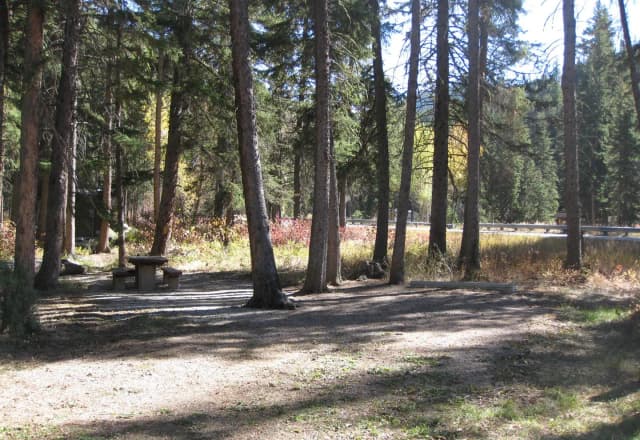Site 1, campsite surrounded by pine trees, picnic table & fire ring