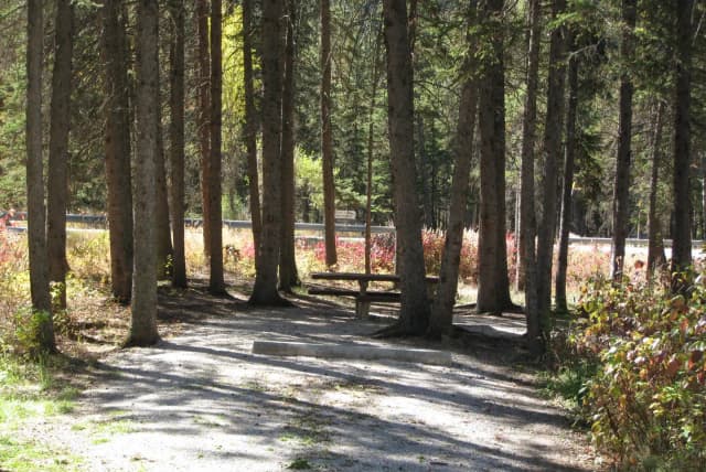 Site 6, campsite surrounded by pine trees, picnic table & fire ring