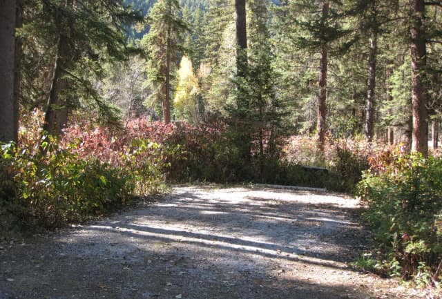 Site 8, campsite surrounded by pine trees, picnic table & fire ring