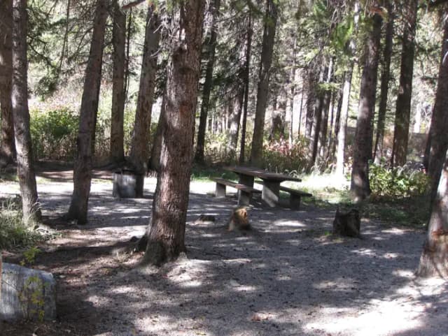 Site 10, campsite surrounded by pine trees, picnic table & fire ring