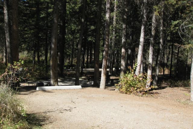 Site 11, campsite surrounded by pine trees, picnic table & fire ring